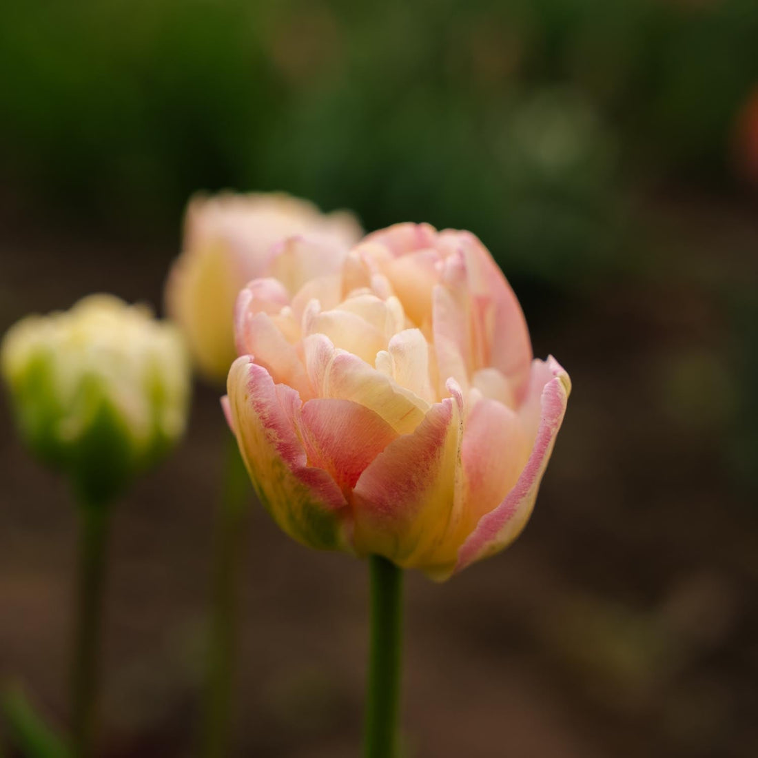 Tulppaani 'Creme Upstar'