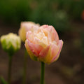Tulppaani 'Creme Upstar'