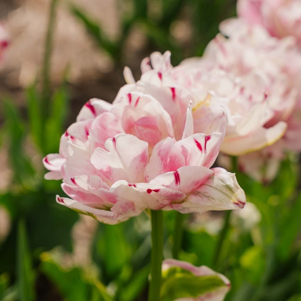 Tulppaani 'Danceline'