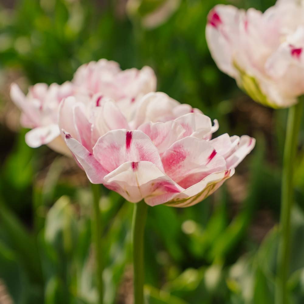 Tulppaani 'Danceline'