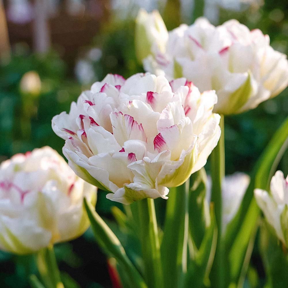 Tulppaani 'Danceline'