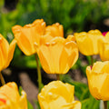 Tulppaani 'Daydream'