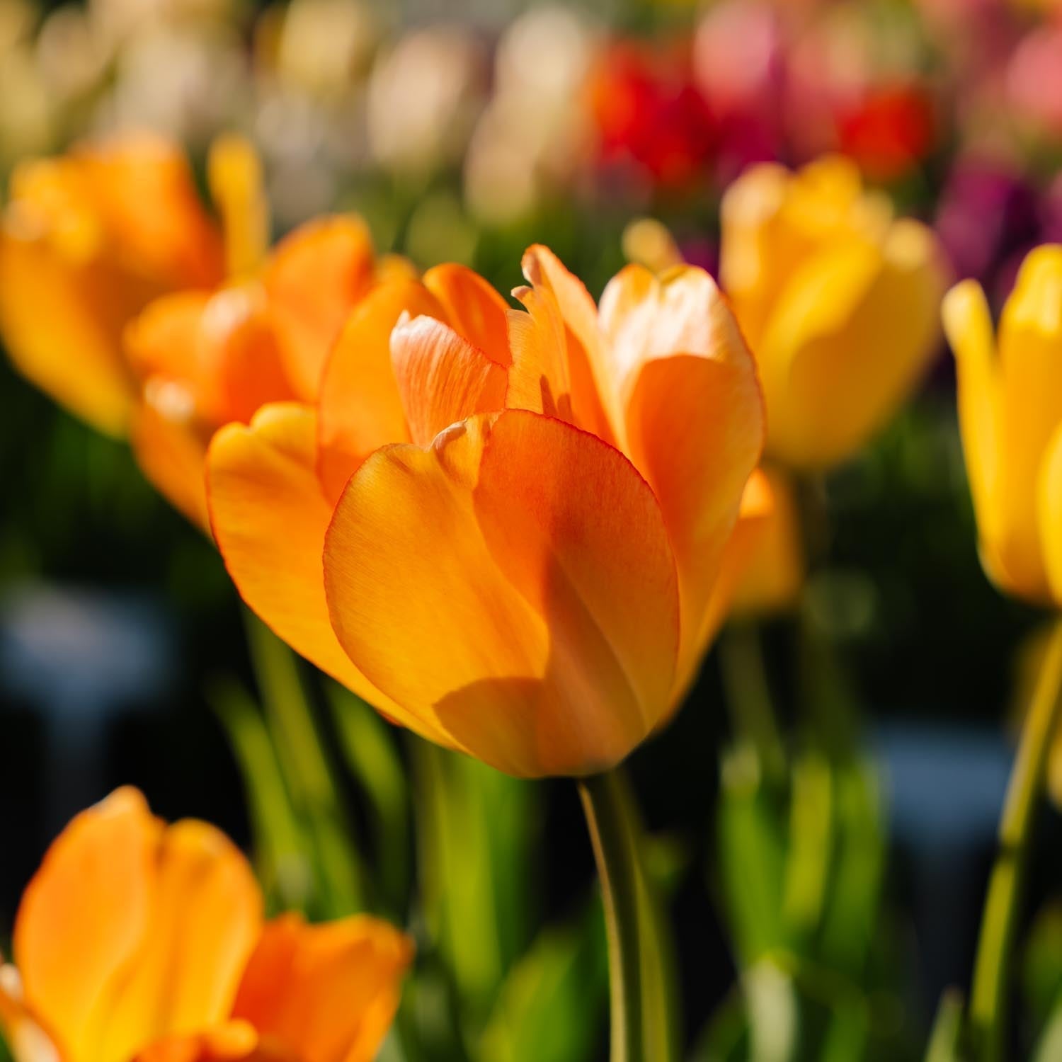 Tulppaani 'Daydream'