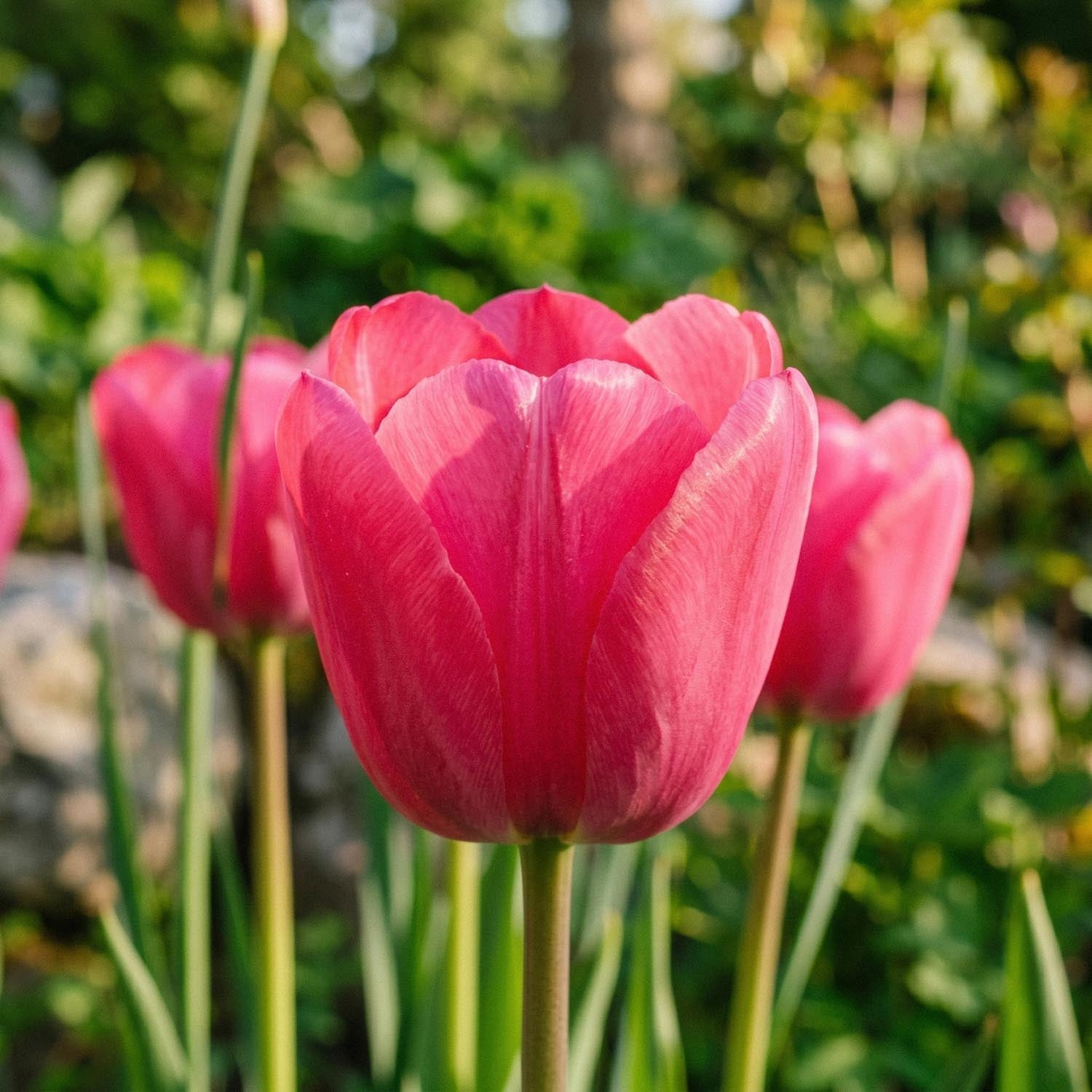 Tulppaani 'Design Impression'
