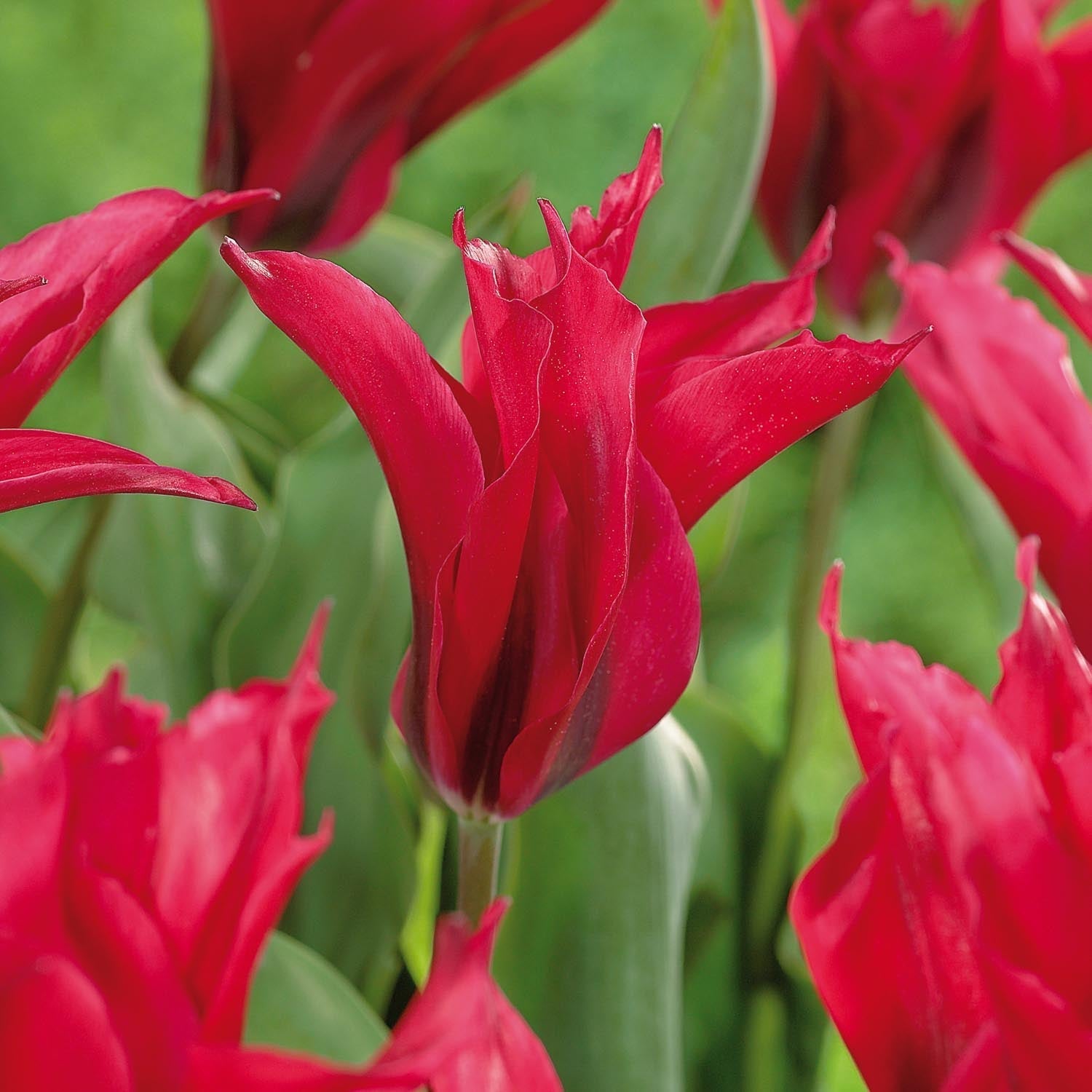 Tulppaani 'Dolls Minuet'