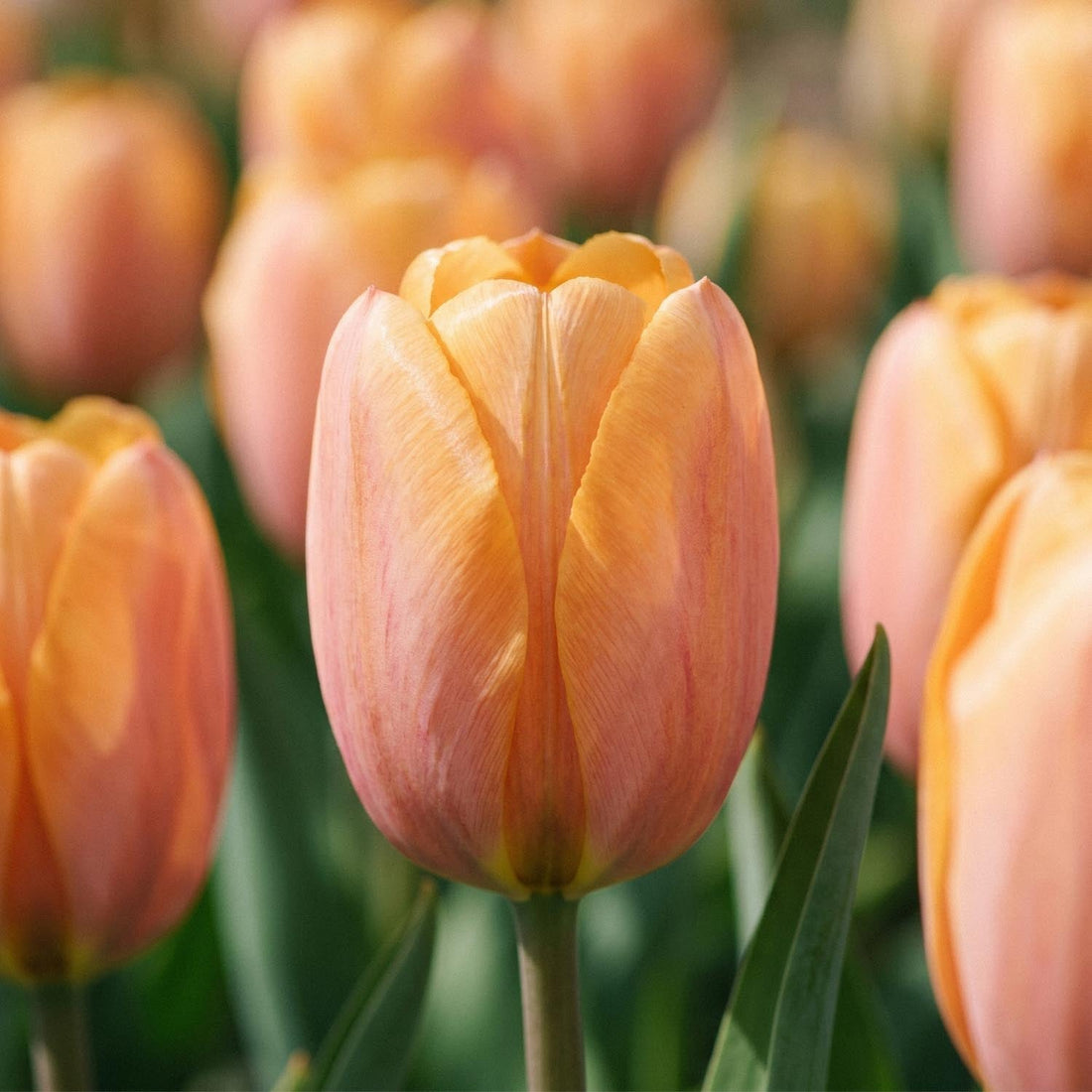 Tulppaani 'Dordogne'