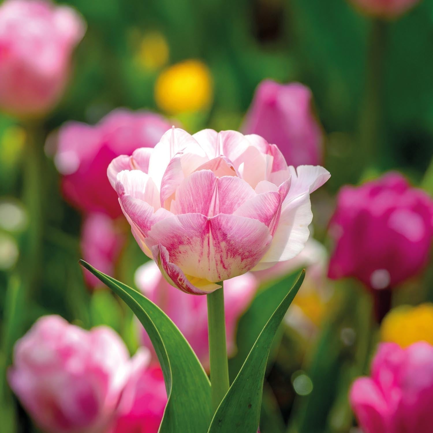 Tulppaani 'Double Shake'