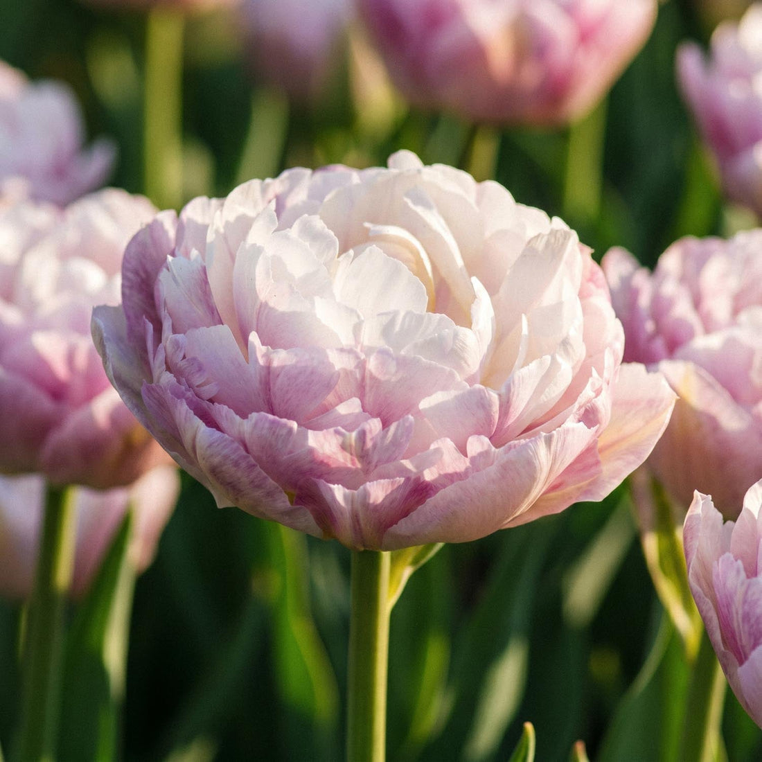 Tulppaani 'Double Surprise'
