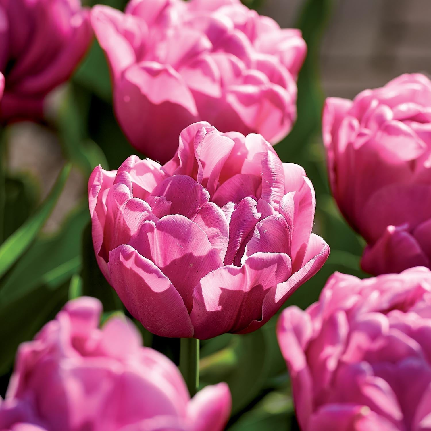 Tulppaani 'Double You'
