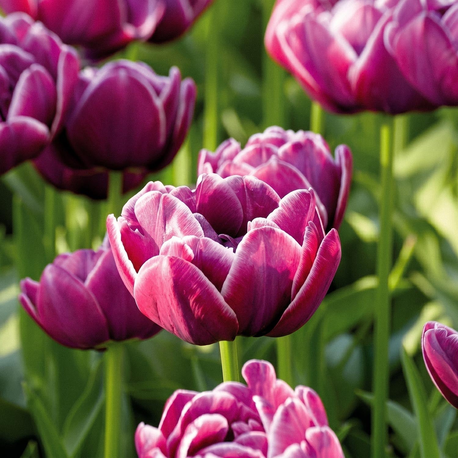 Tulppaani 'Dream Touch'
