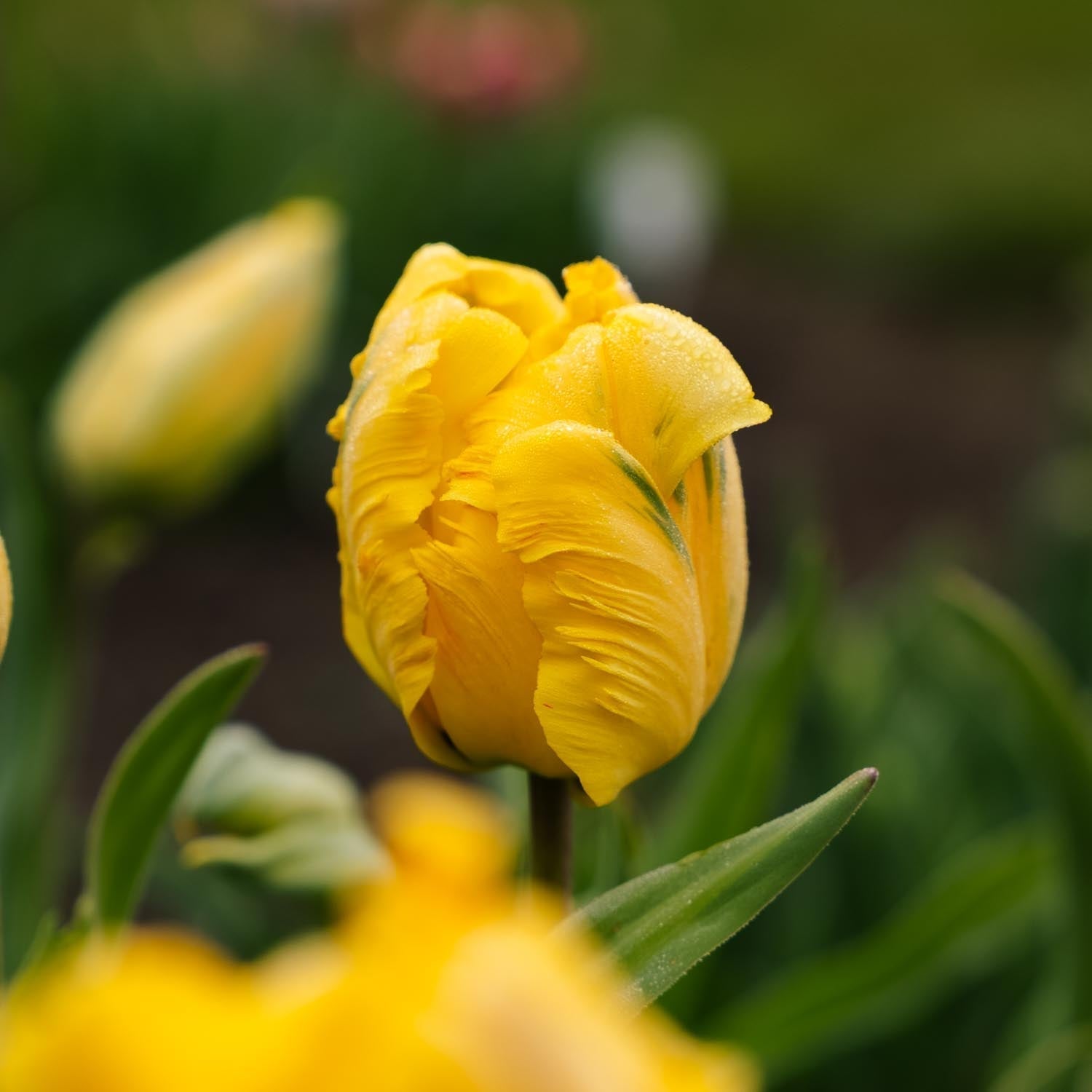 Tulppaani 'Eagle Wings'