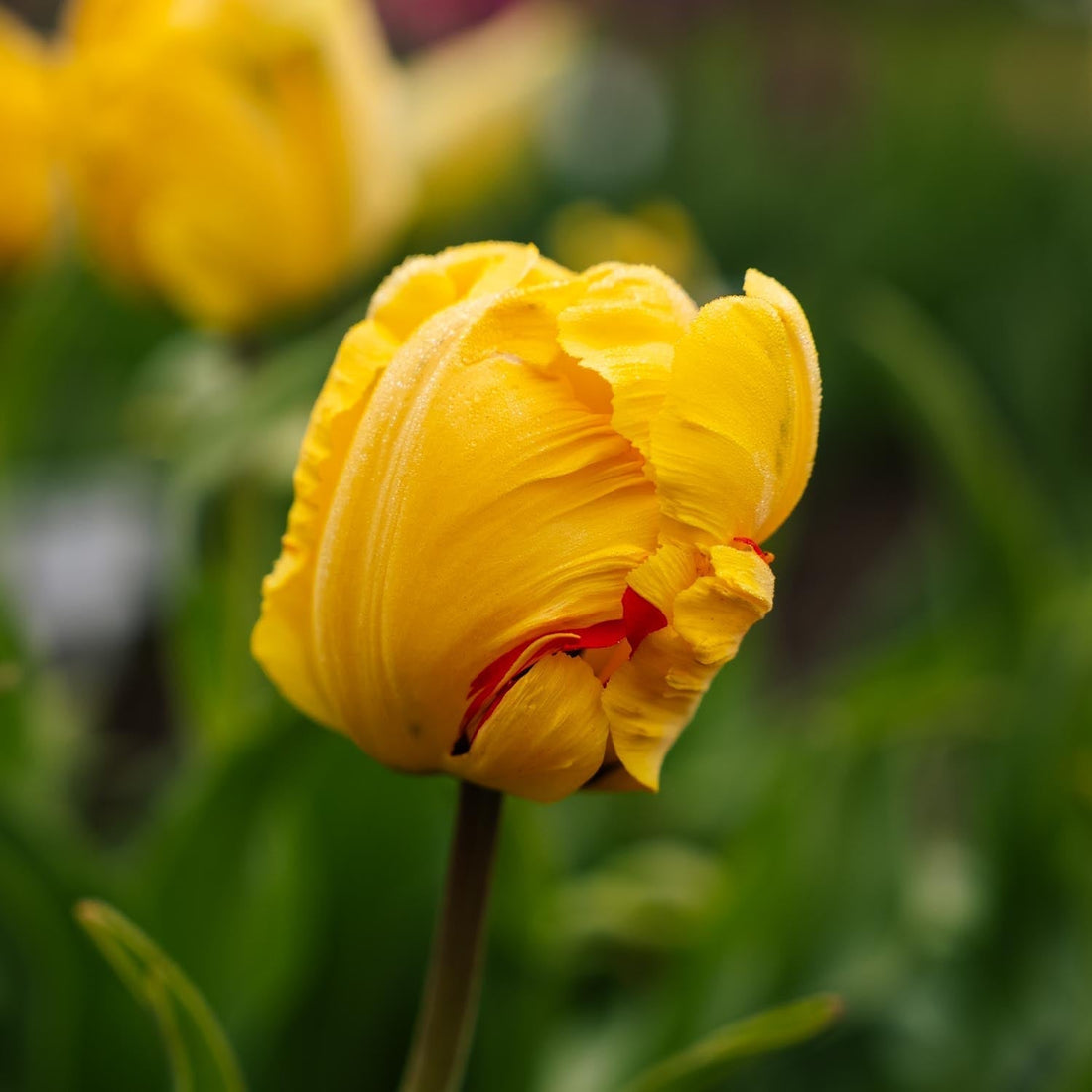 Tulppaani 'Eagle Wings'