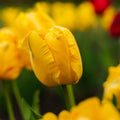 Tulppaani 'Eagle Wings'