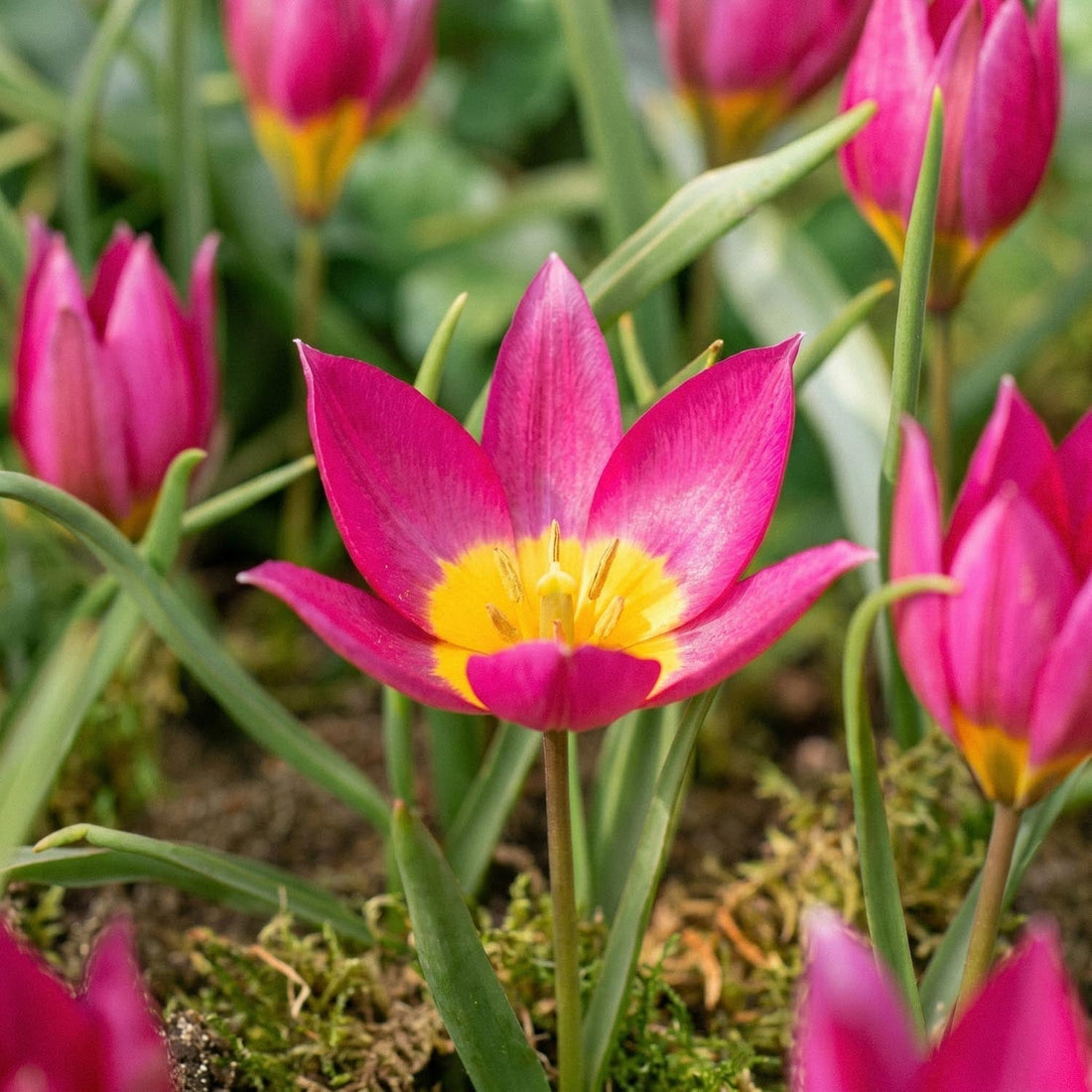 Tulppaani 'Eastern Star'