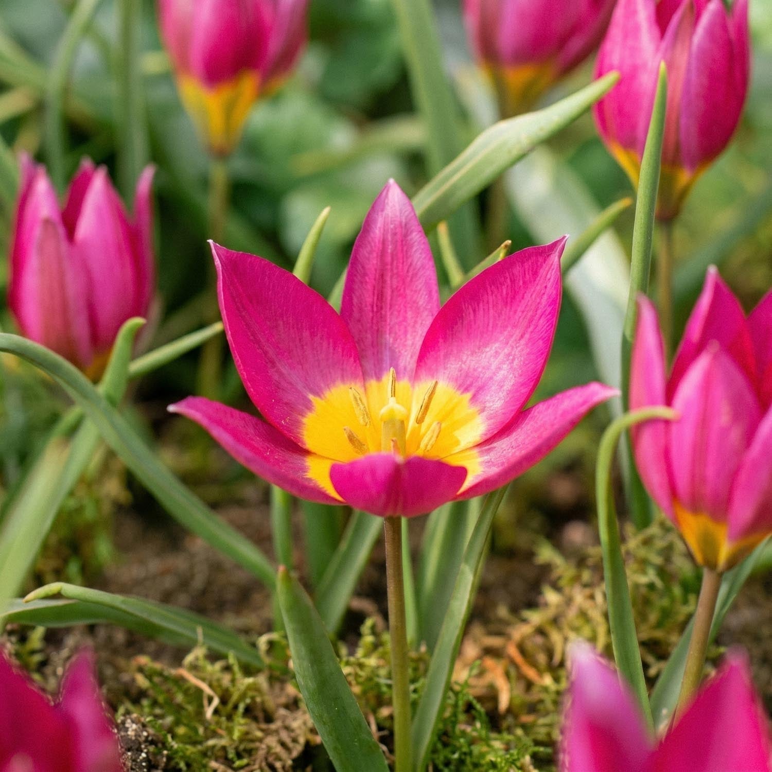 Tulppaani 'Eastern Star'