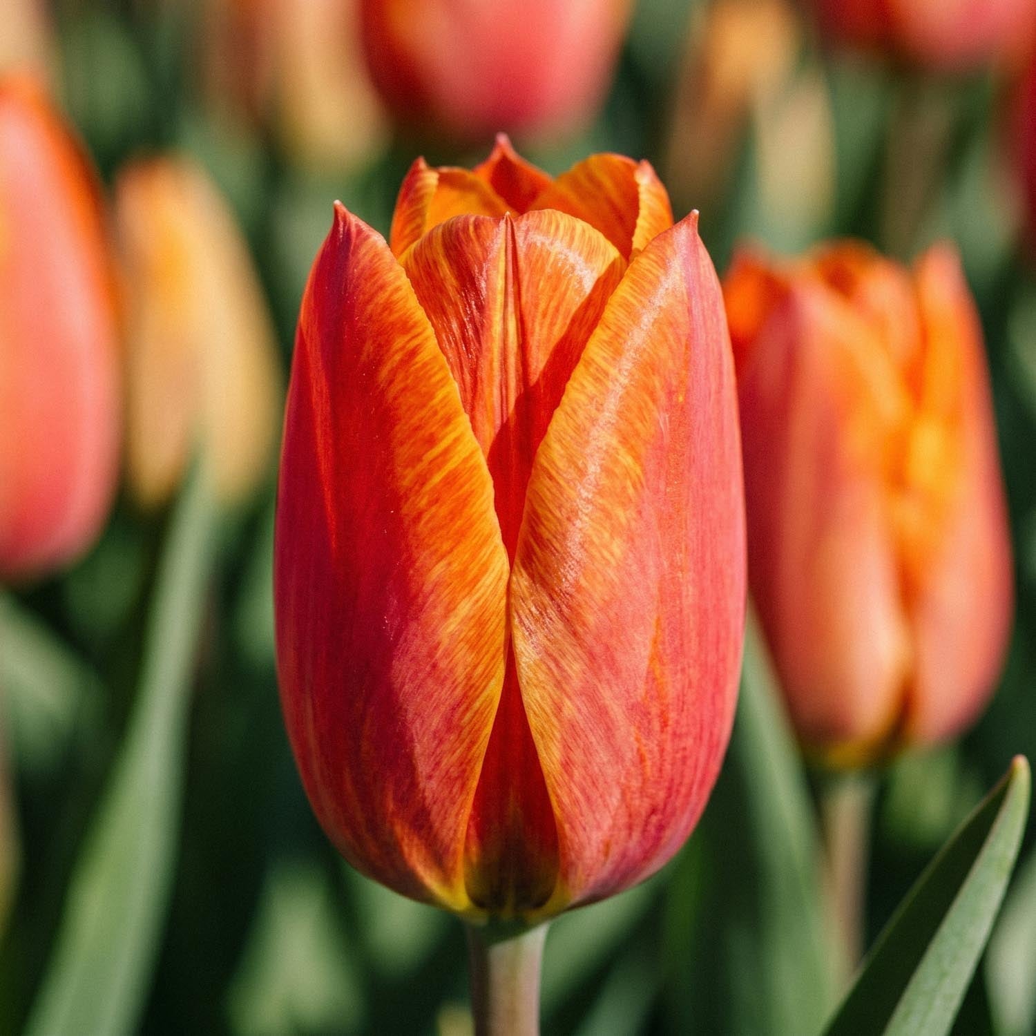 Tulppaani 'El Nino'