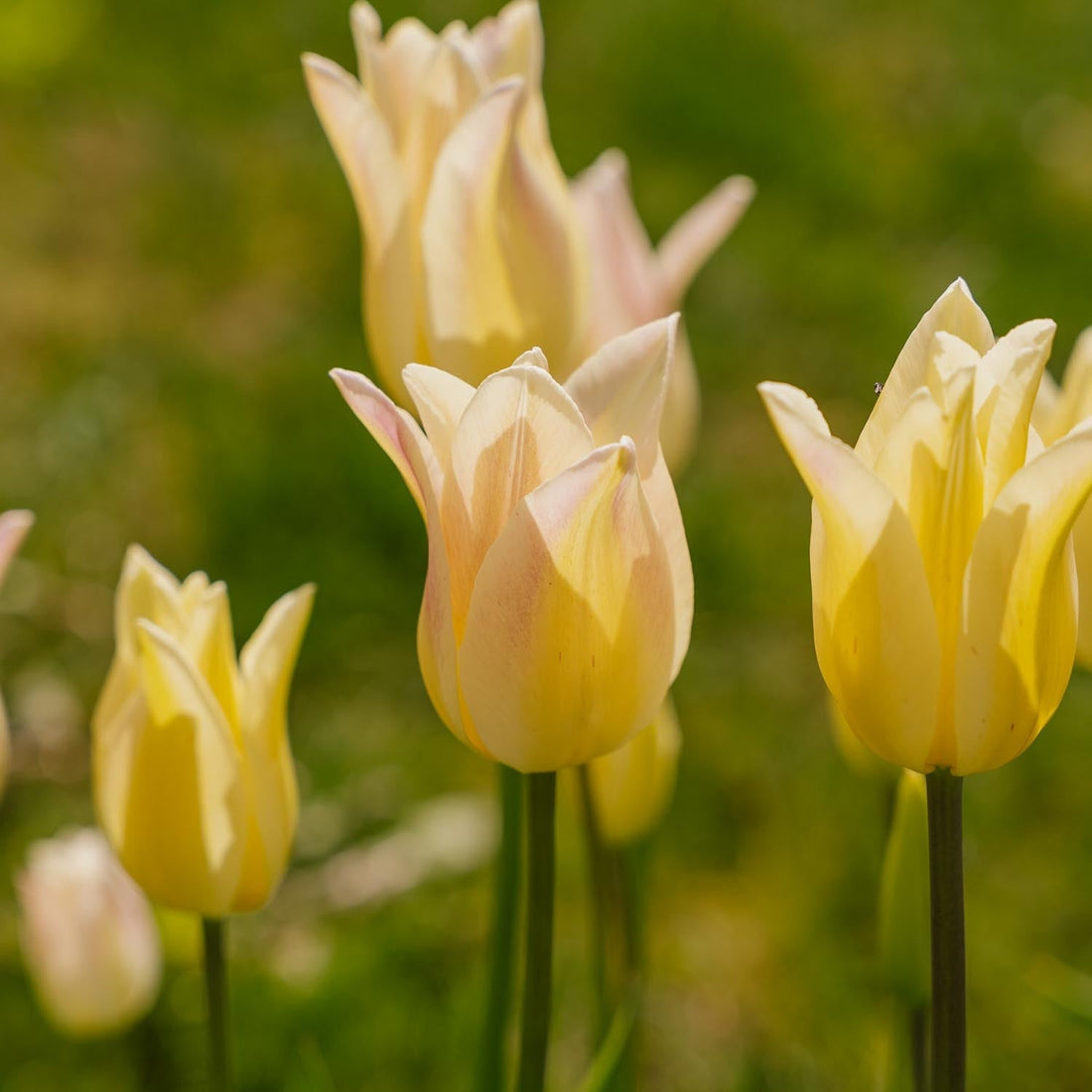 Tulppaani 'Elegant Lady'