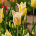 Tulppaani 'Elegant Lady'
