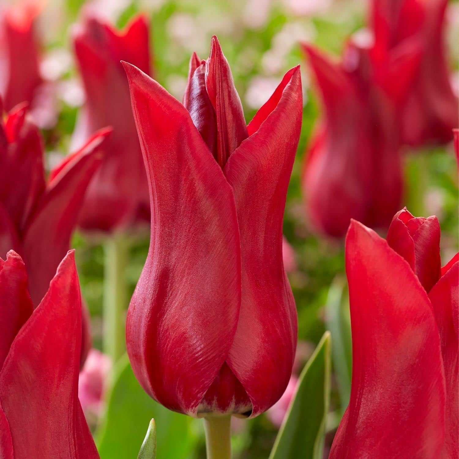 Tulppaani 'Elegant Madame'