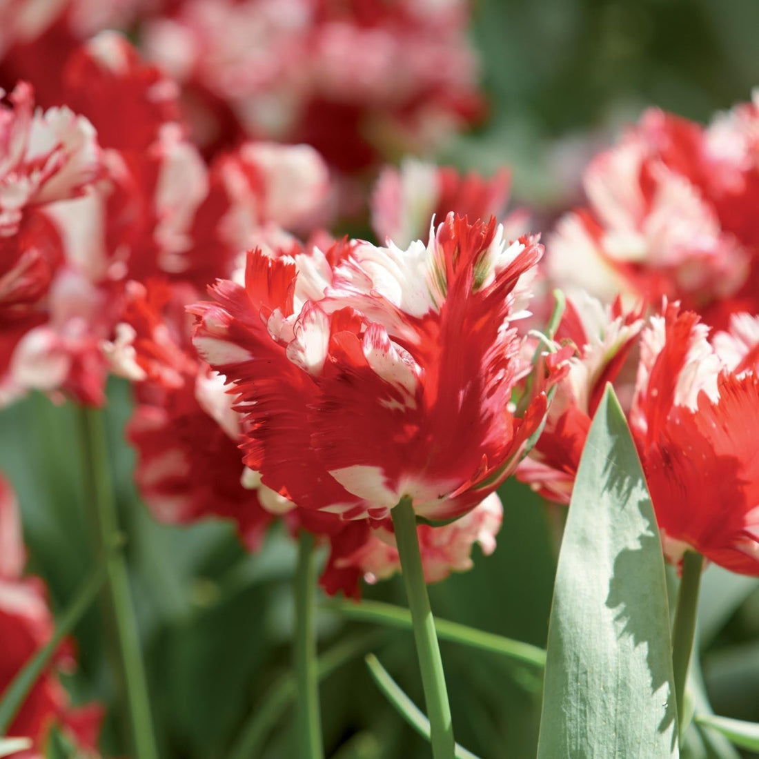 Tulppaani 'Estella Rijnveld'