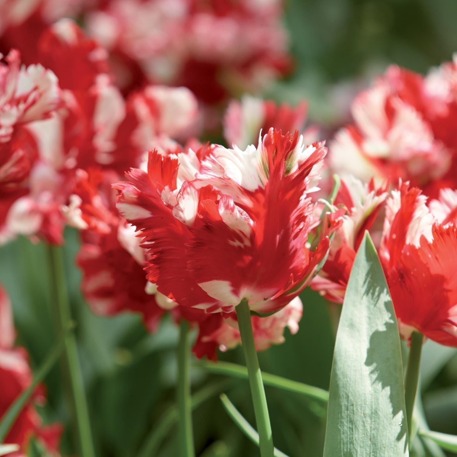 Tulppaani 'Estella Rijnveld'