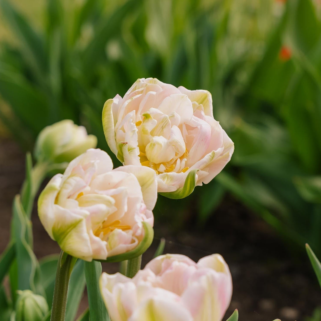 Tulppaani 'Finola'