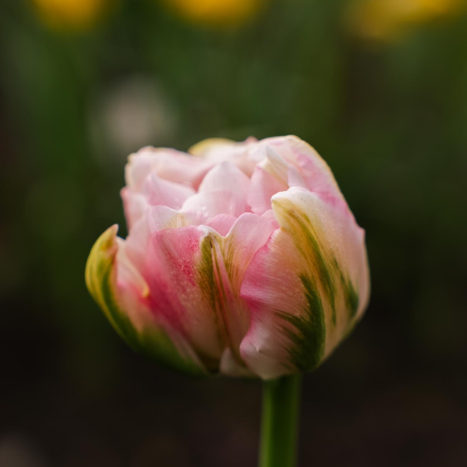 Tulppaani 'Finola'