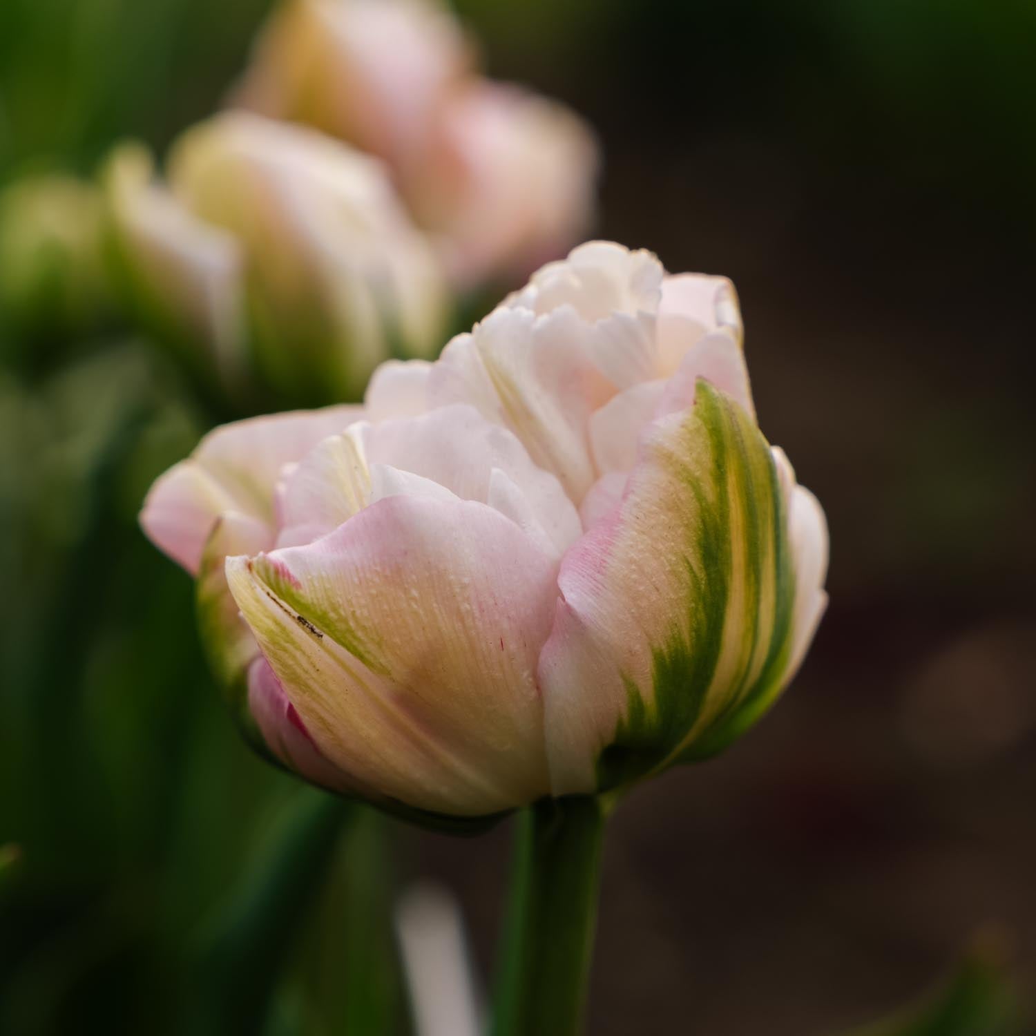 Tulppaani 'Finola'