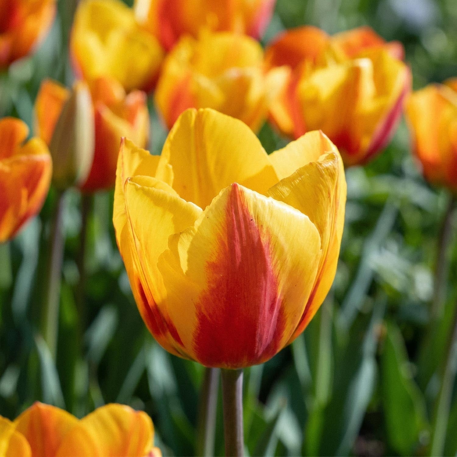 Tulppaani 'Flair'