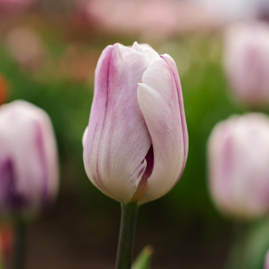 Tulppaani 'Flaming Flag'