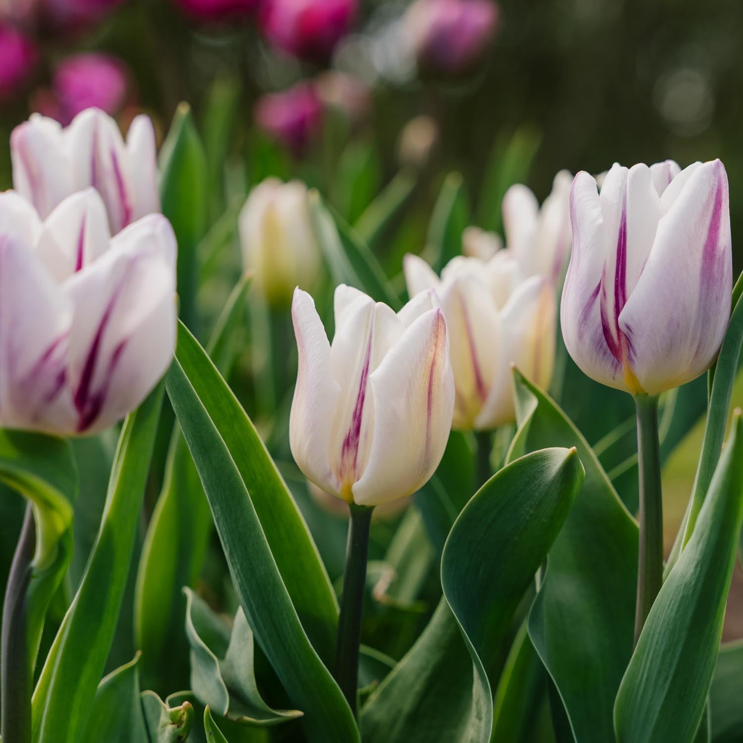 Tulppaani 'Flaming Flag'