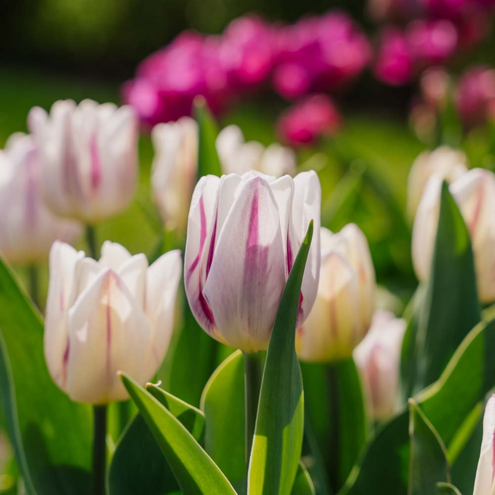 Tulppaani 'Flaming Flag'