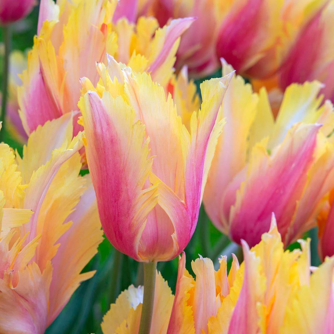Tulppaani 'Flaming Memory'