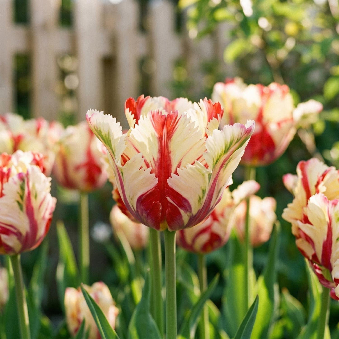 Tulppaani 'Flaming Parrot'
