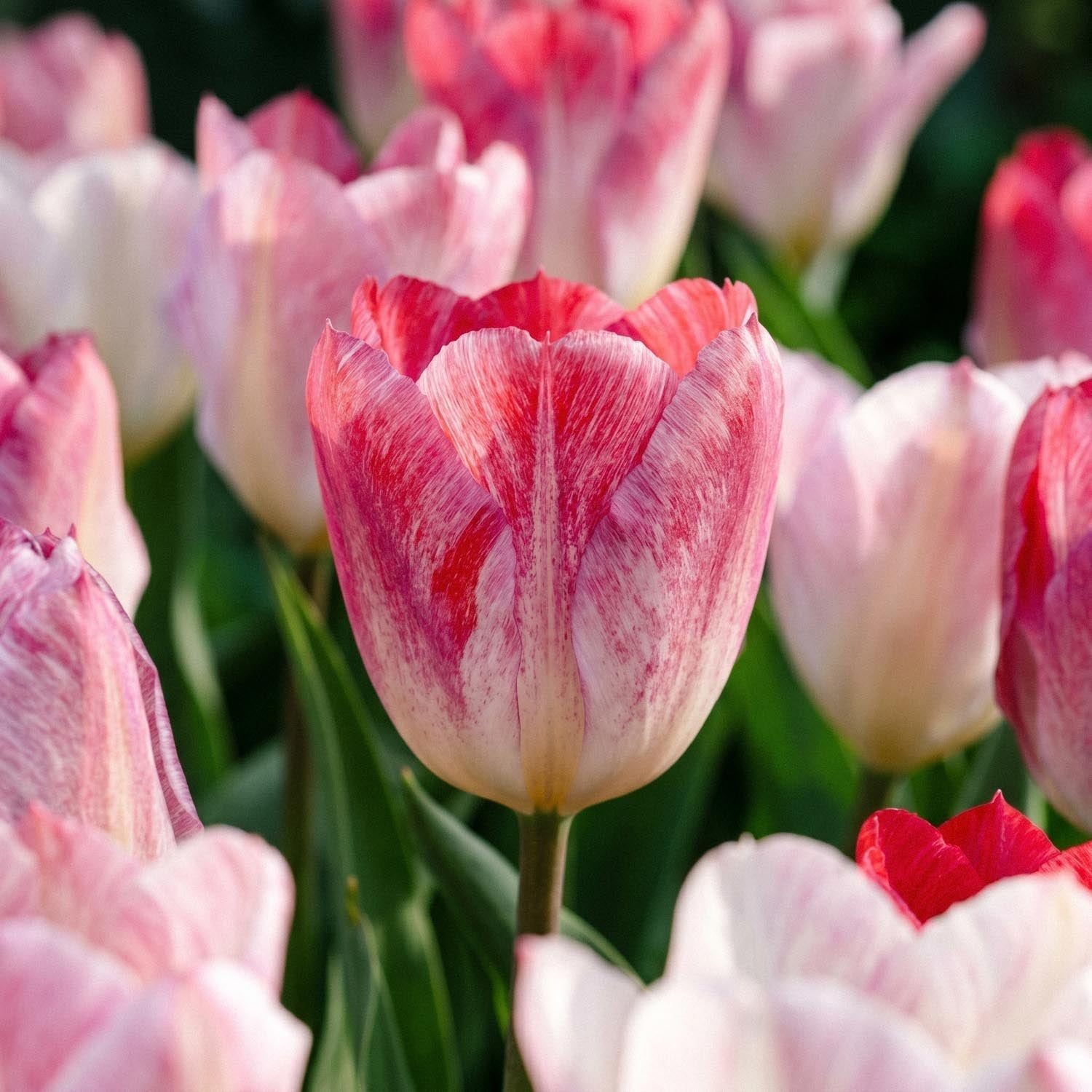 Tulppaani 'Flaming Purissima'