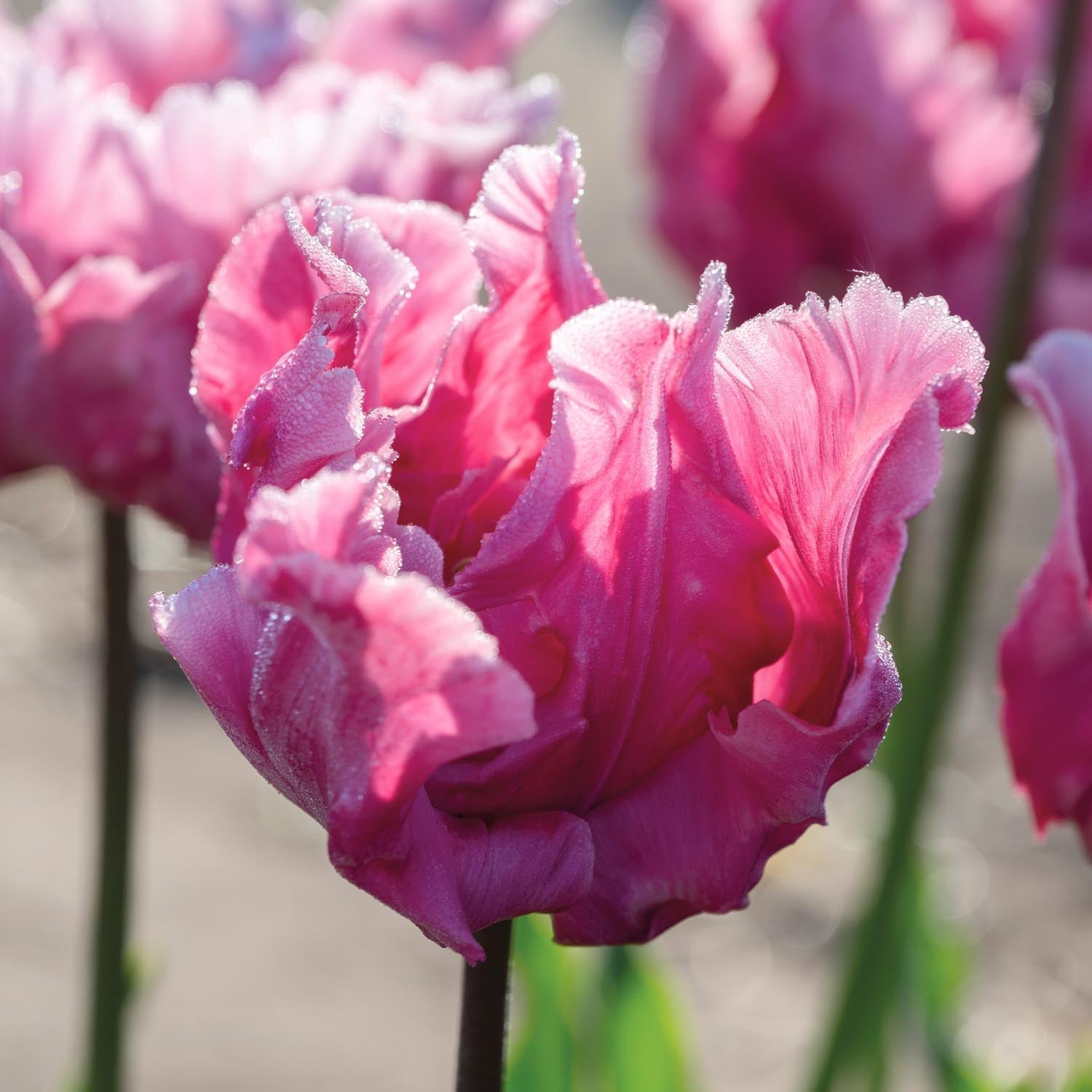 Tulppaani 'Flamingo Queen'