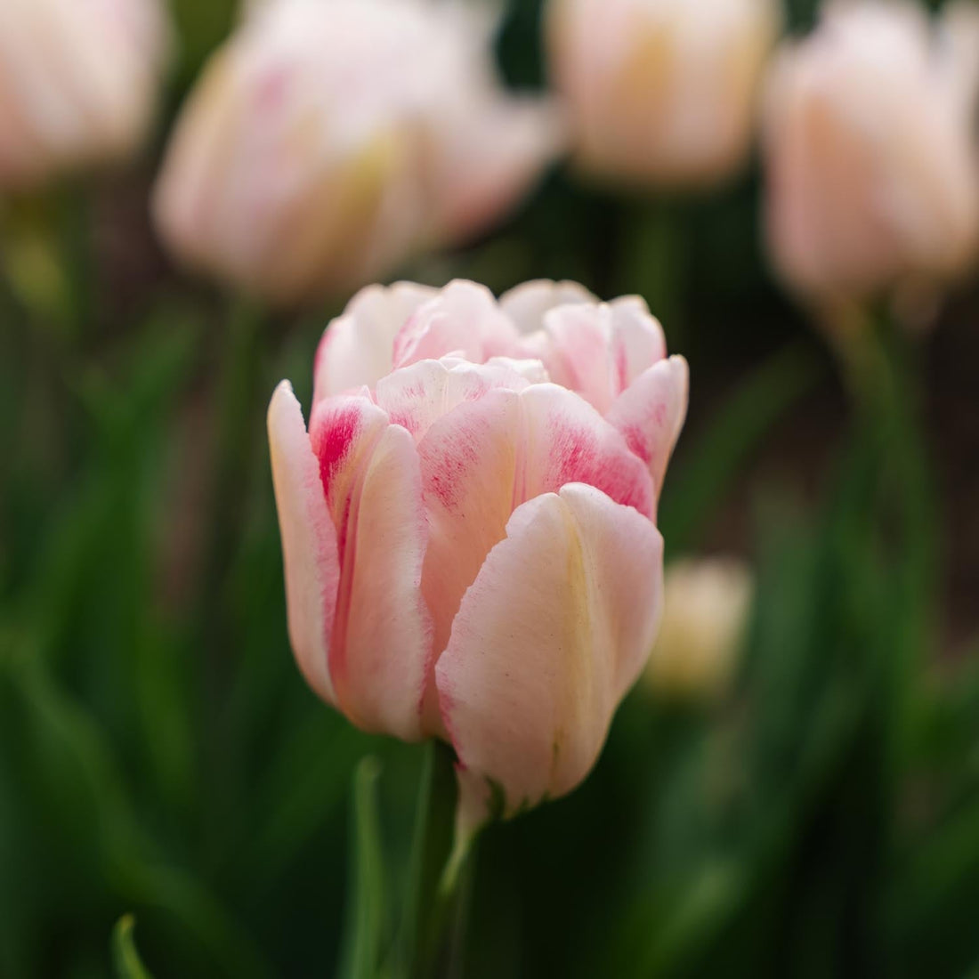 Tulppaani 'Foxtrot'