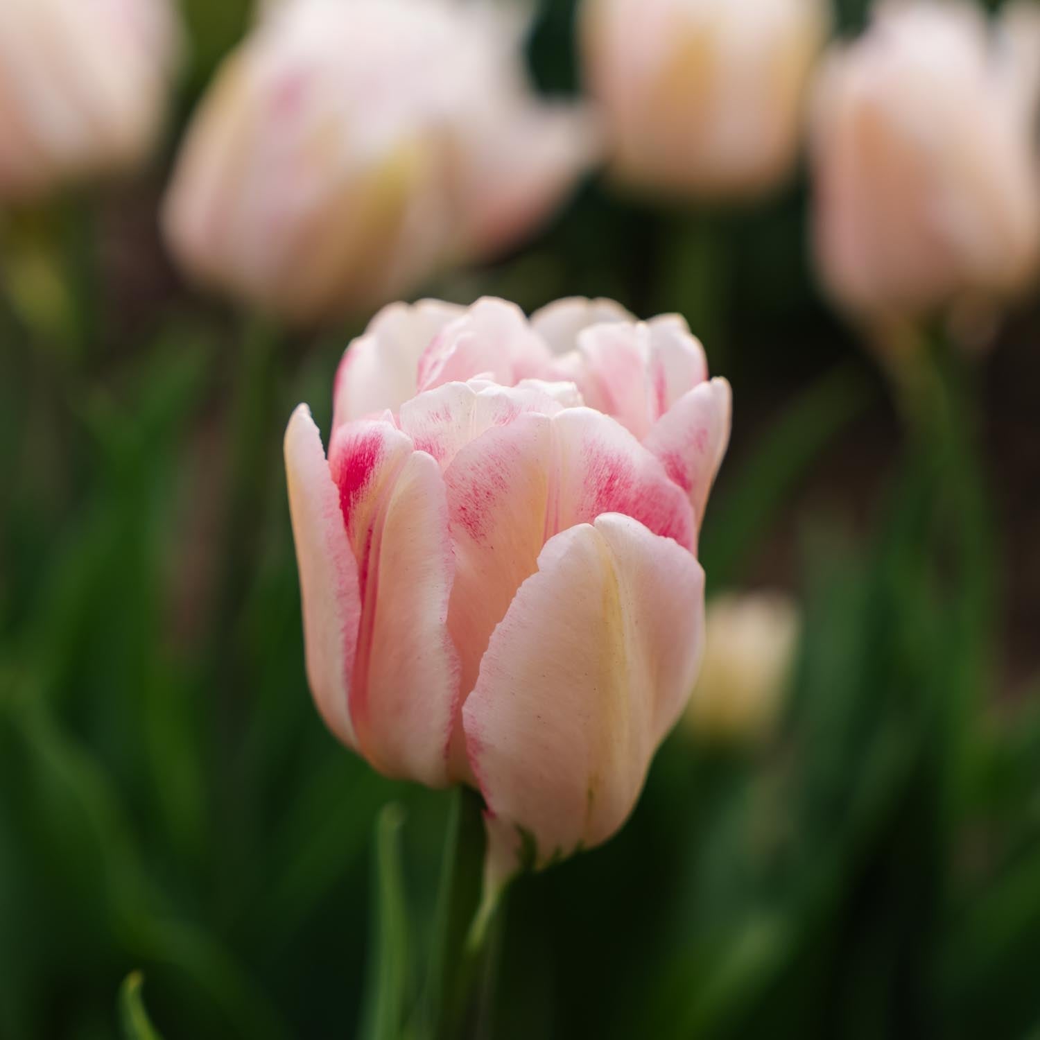 Tulppaani 'Foxtrot'