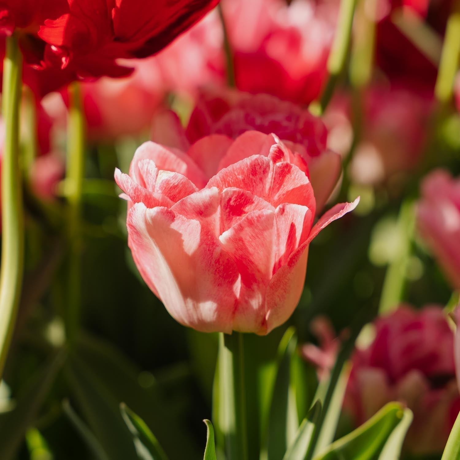 Tulppaani 'Foxtrot'