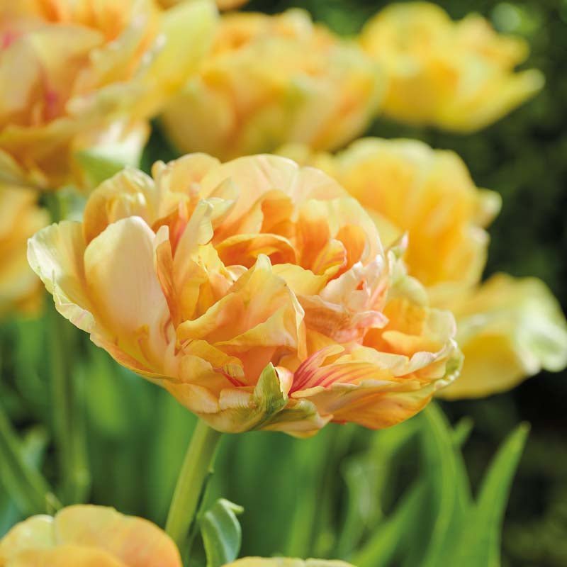 Tulppaani 'Foxy Foxtrot'