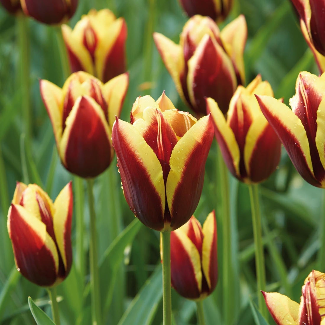Tulppaani 'Gavota'