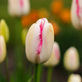 Tulppaani 'Graceland'