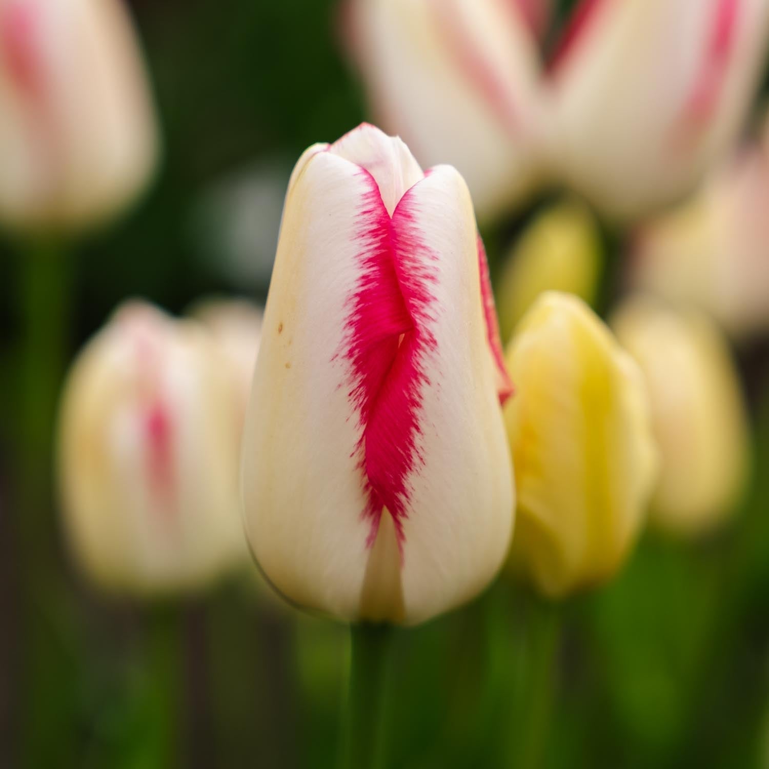 Tulppaani 'Graceland'
