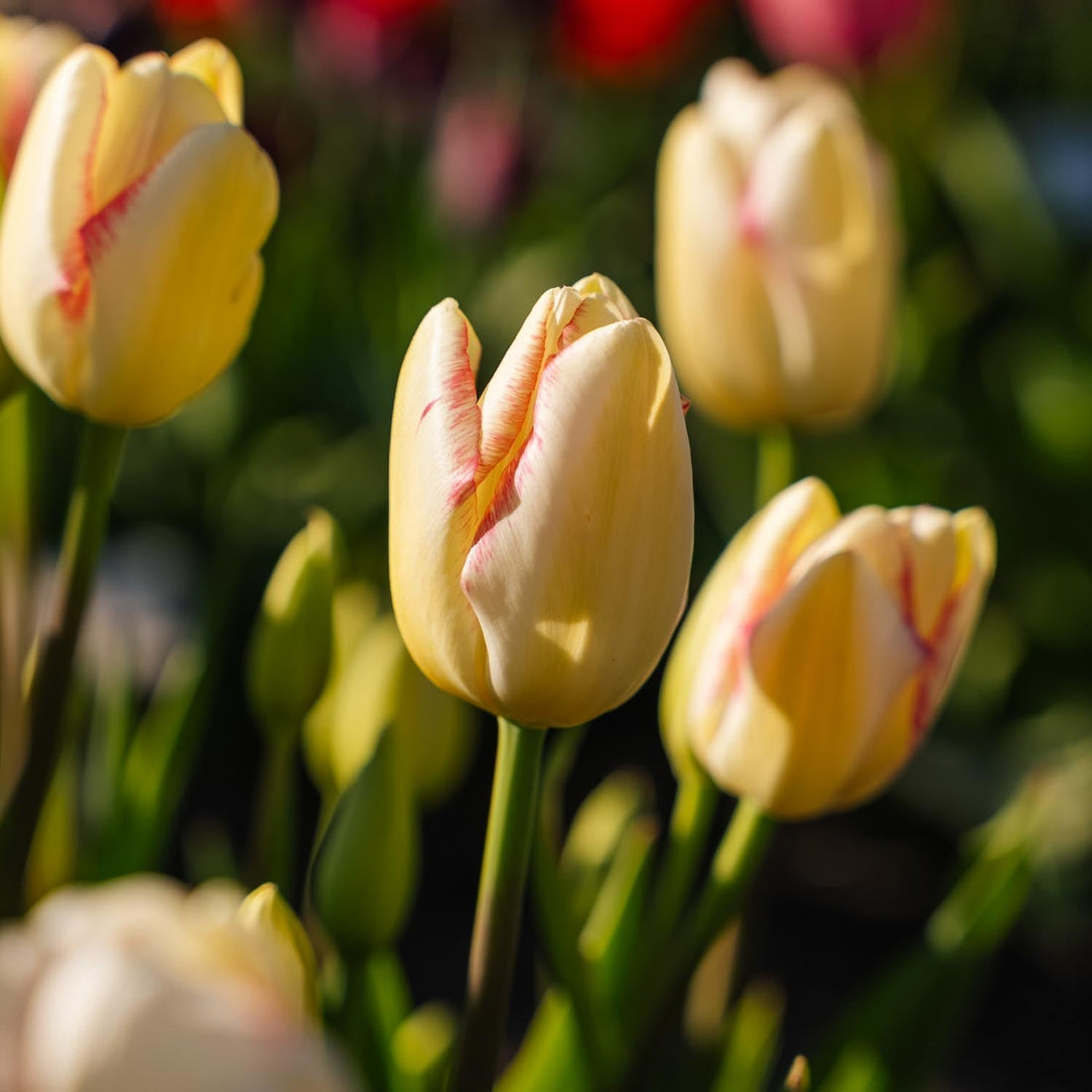 Tulppaani 'Graceland'
