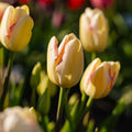Tulppaani 'Graceland'