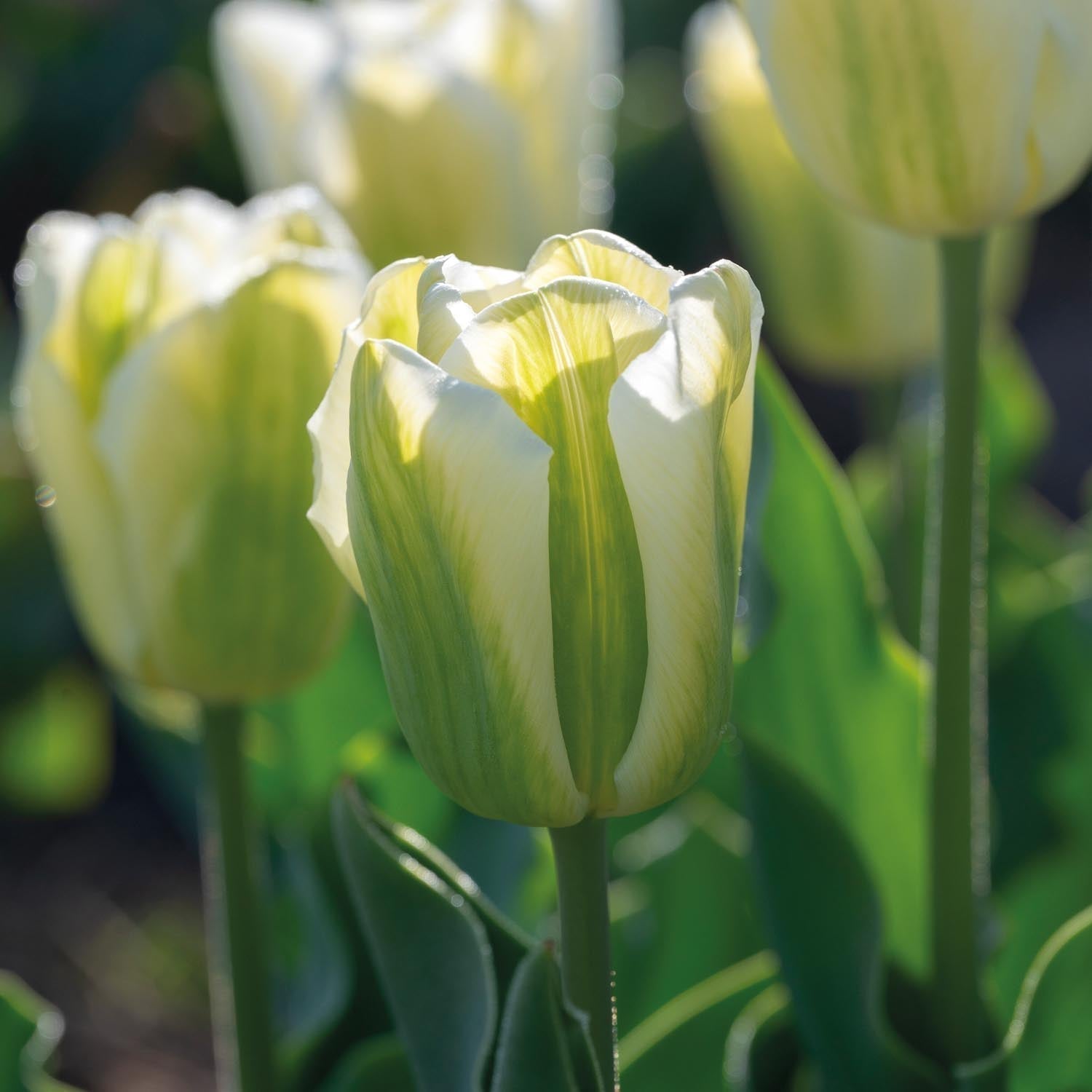 Tulppaani 'Green Spirit'