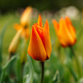 Tulppaani 'Greetje Smit'