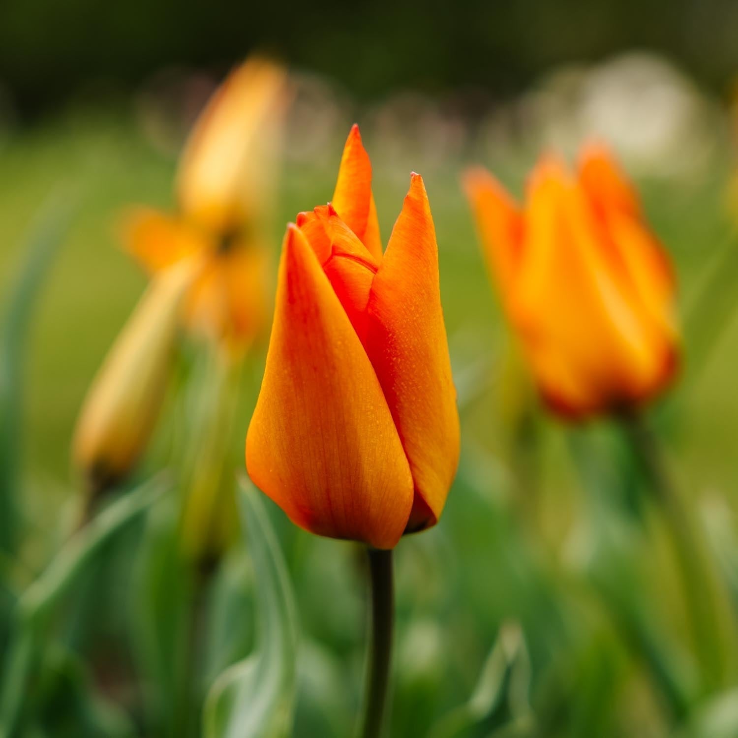 Tulppaani 'Greetje Smit'