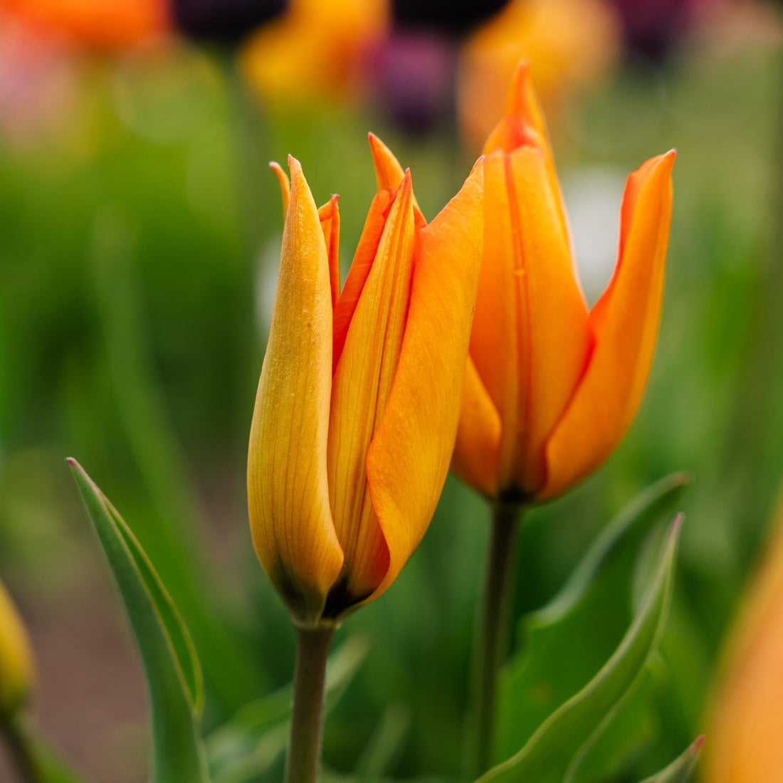 Tulppaani 'Greetje Smit'