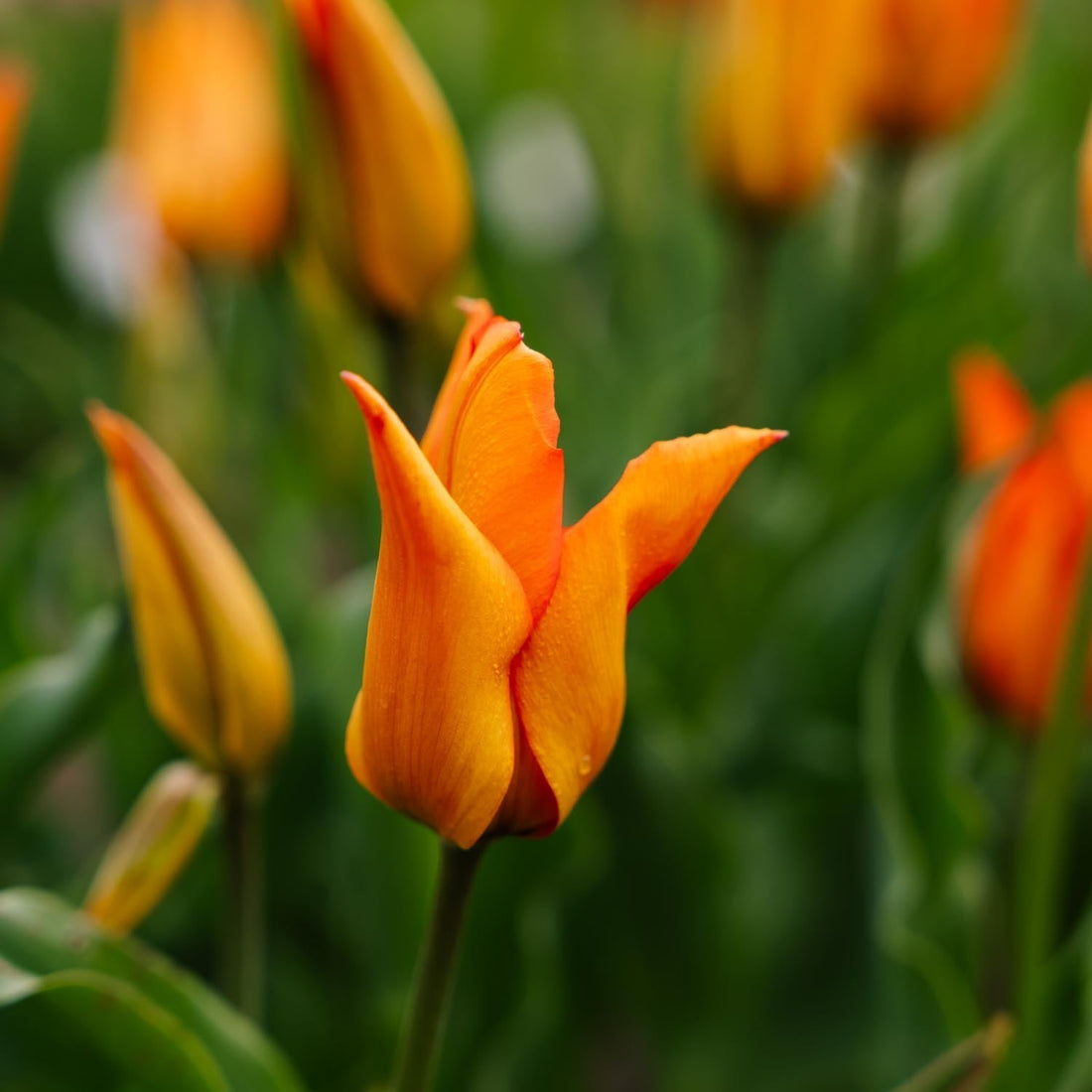 Tulppaani 'Greetje Smit'